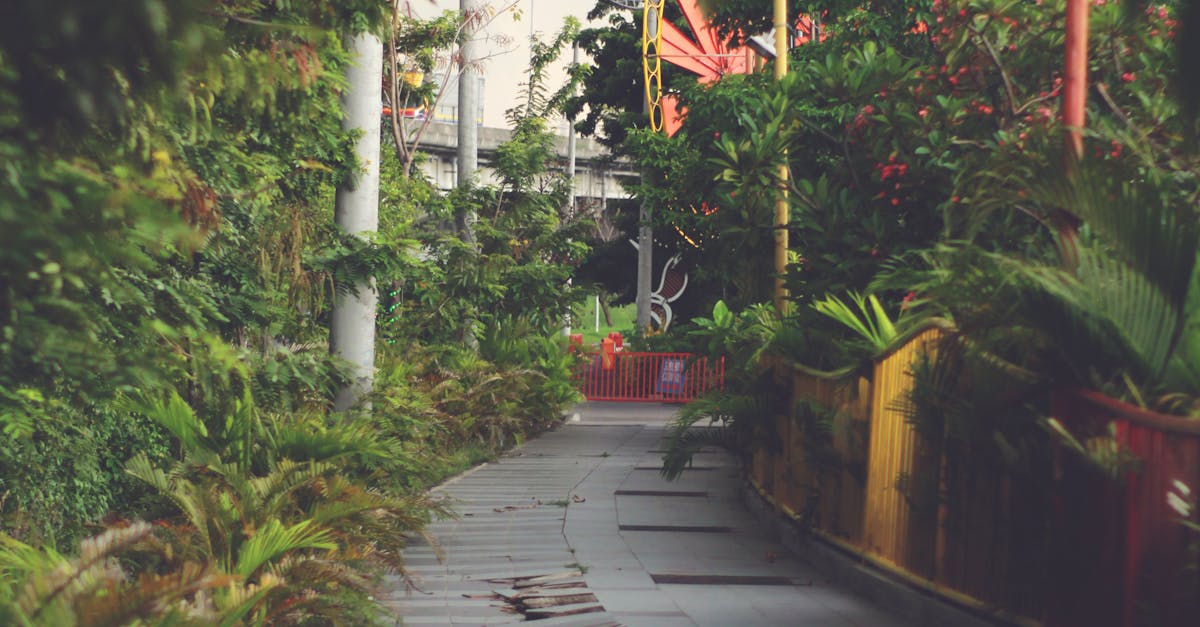 Combining Colours: Harmonising Annuals in Your Garden