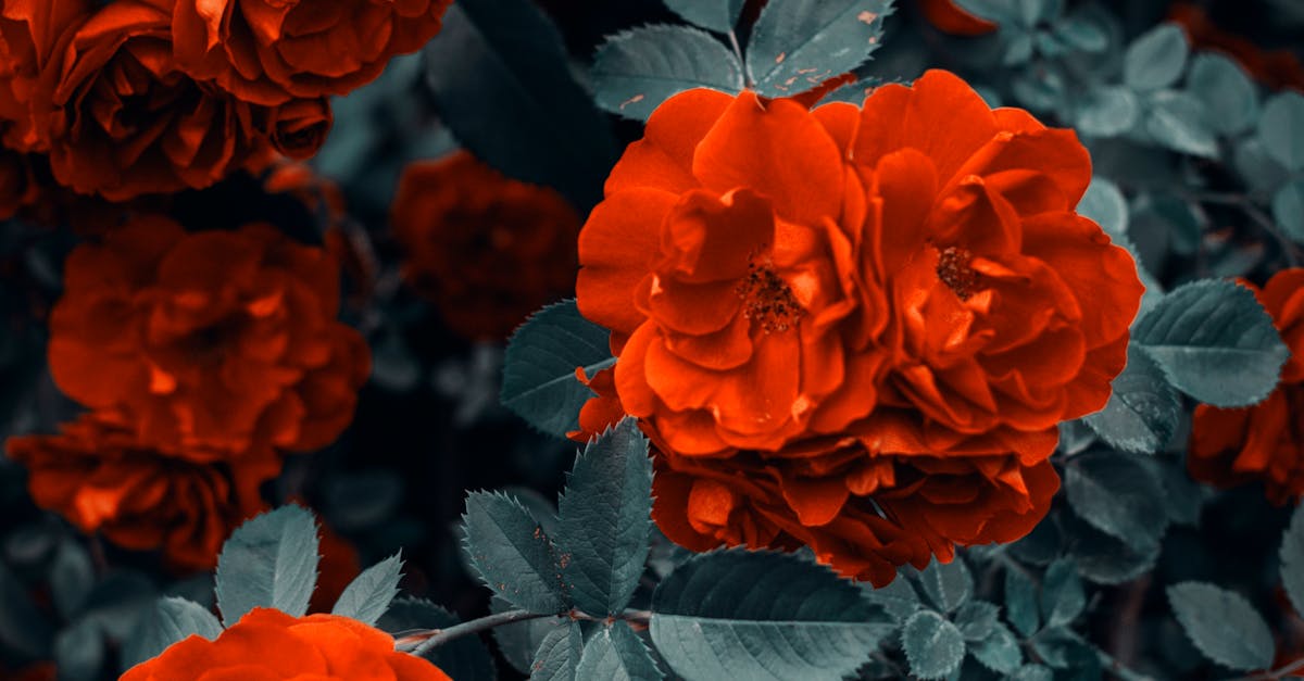 Designing for Wildlife: Seasonal Planting for Biodiversity