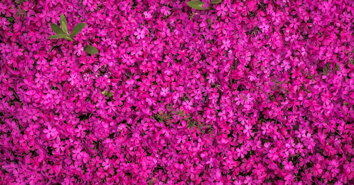 Designing Pollinator-Friendly Spaces for Local Wildlife