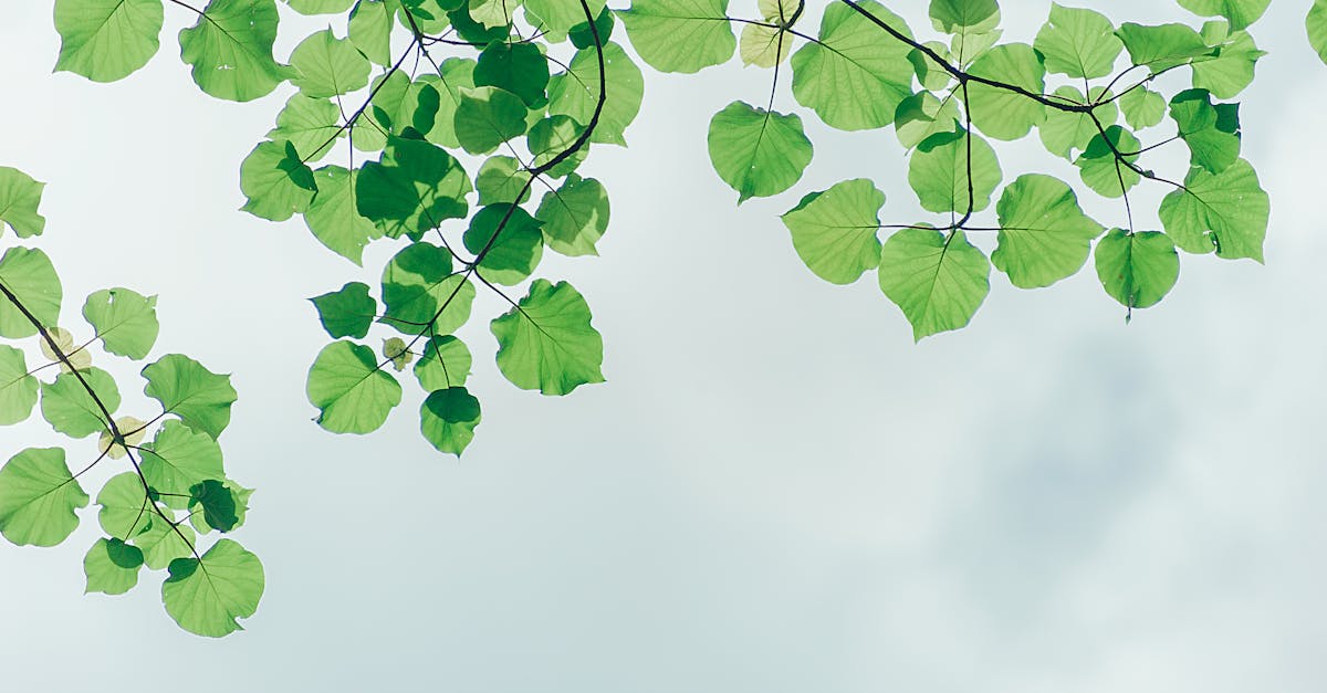 How to Prevent Overwatering and Its Effects on Plant Health