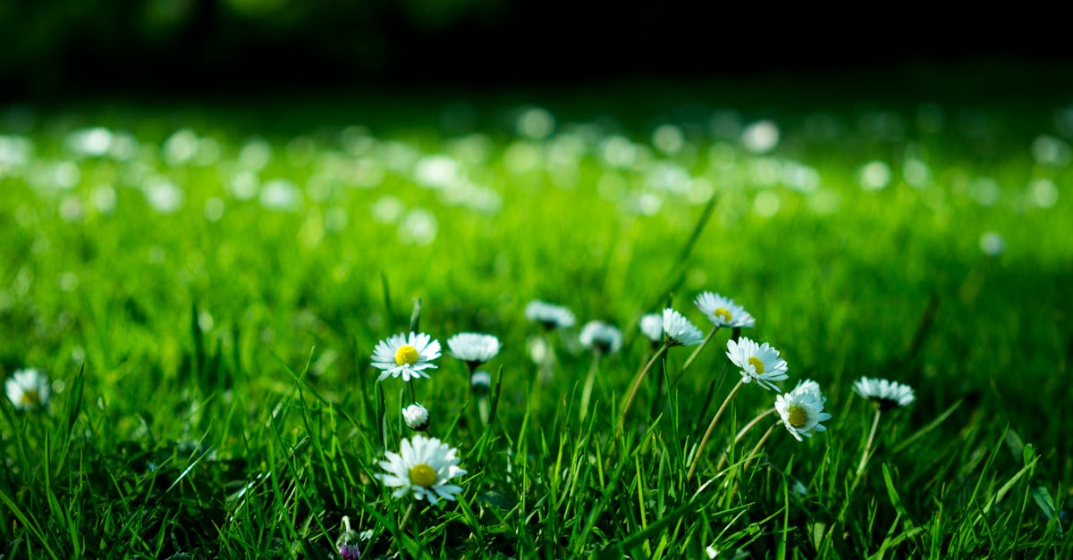 Implementing Rain Gardens for Sustainable Drainage Solutions