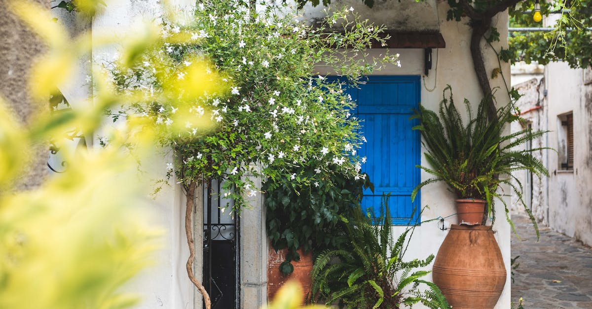 Pruning Fruit Trees for a Bountiful Harvest