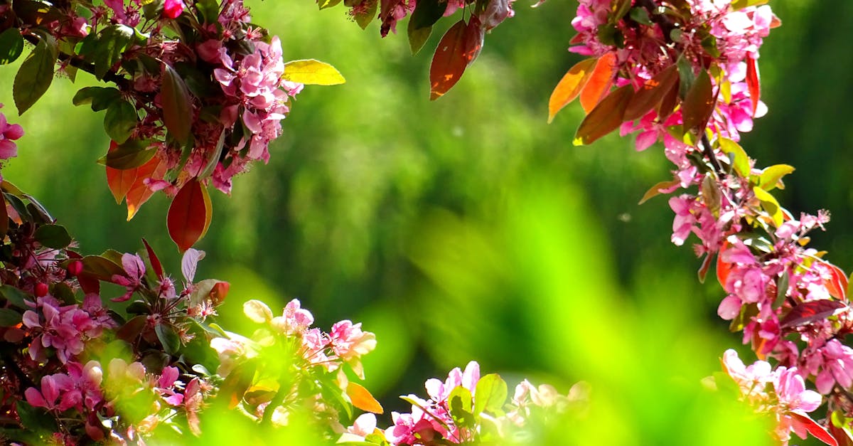 Rainwater Harvesting: Sustainable Water Practices for the Garden