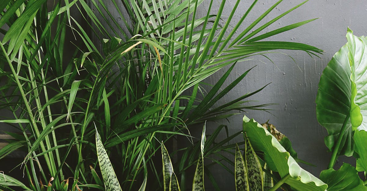 The Art of Creating Functional Pathways