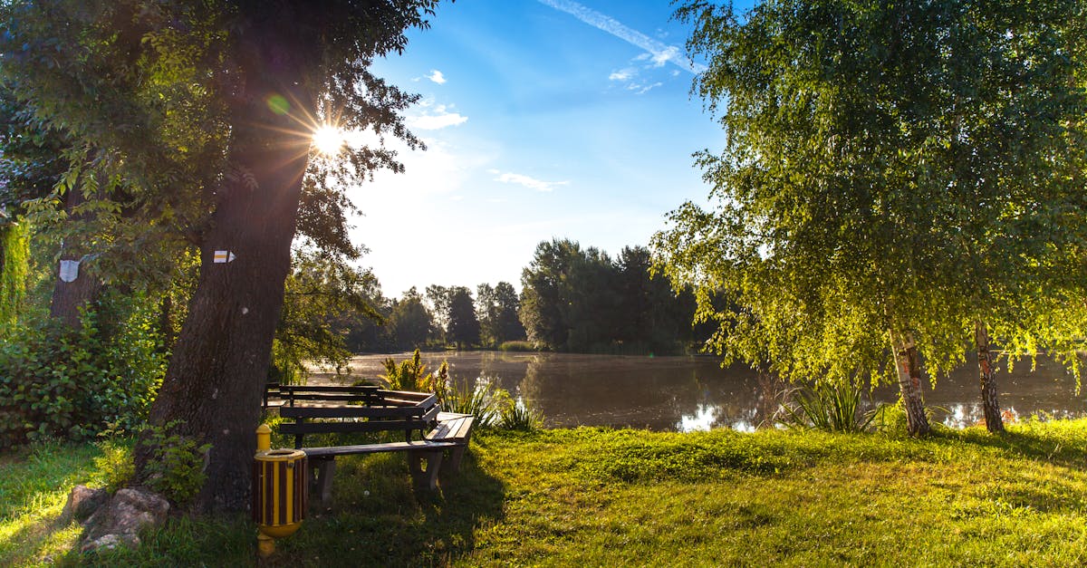 The Role of Trees in Enhancing Garden Aesthetics