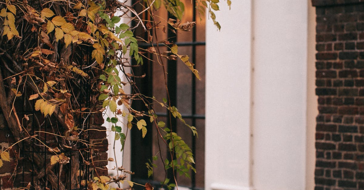 Top 10 Trees for Providing Privacy in Your Garden